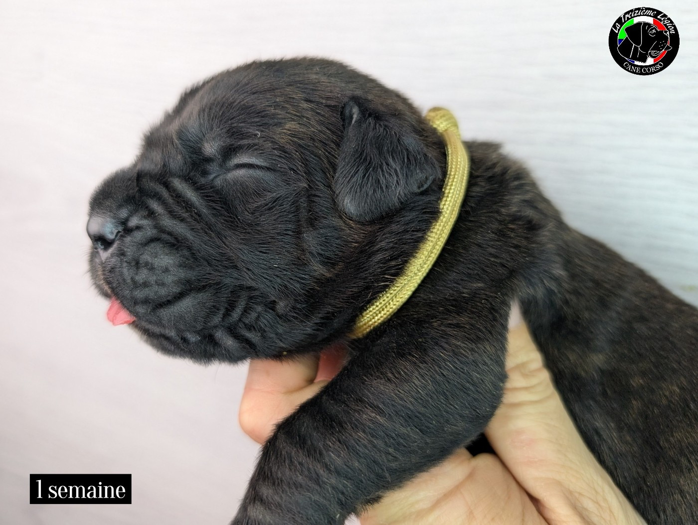 De la Treizieme Legion - Chiots disponibles - Cane Corso