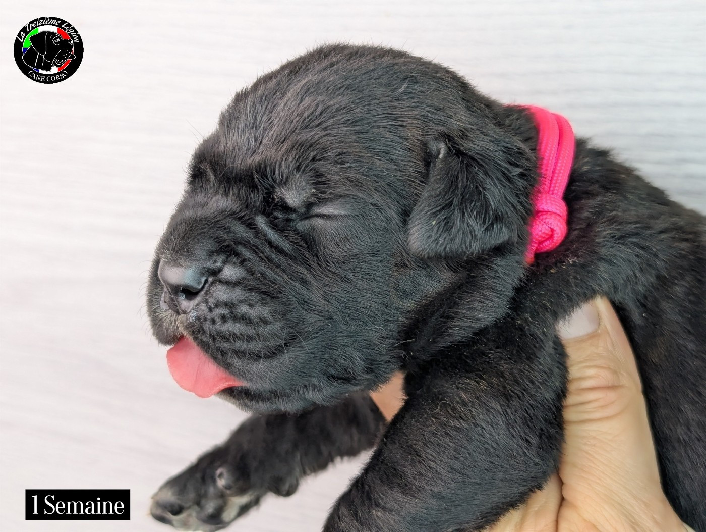 De la Treizieme Legion - Chiots disponibles - Cane Corso