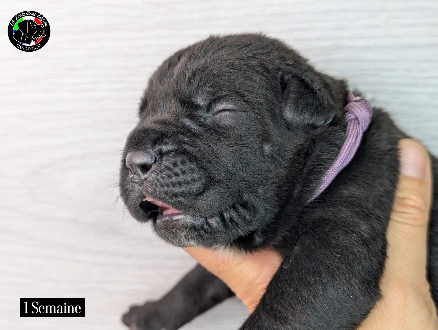 De la Treizieme Legion - Chiots disponibles - Cane Corso