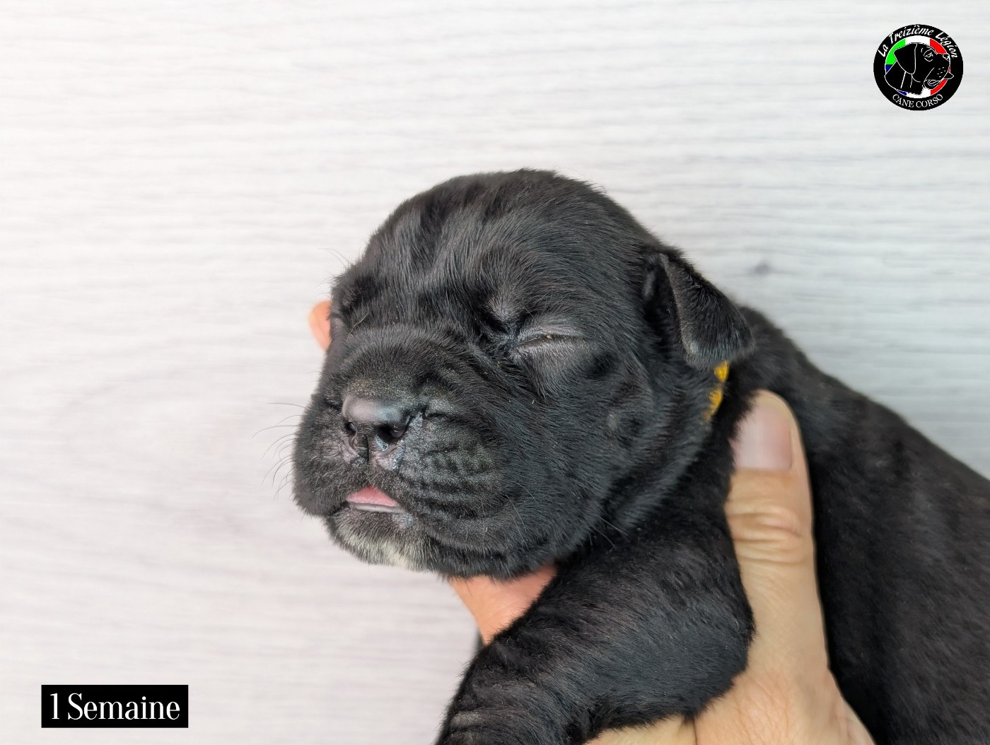 De la Treizieme Legion - Chiots disponibles - Cane Corso