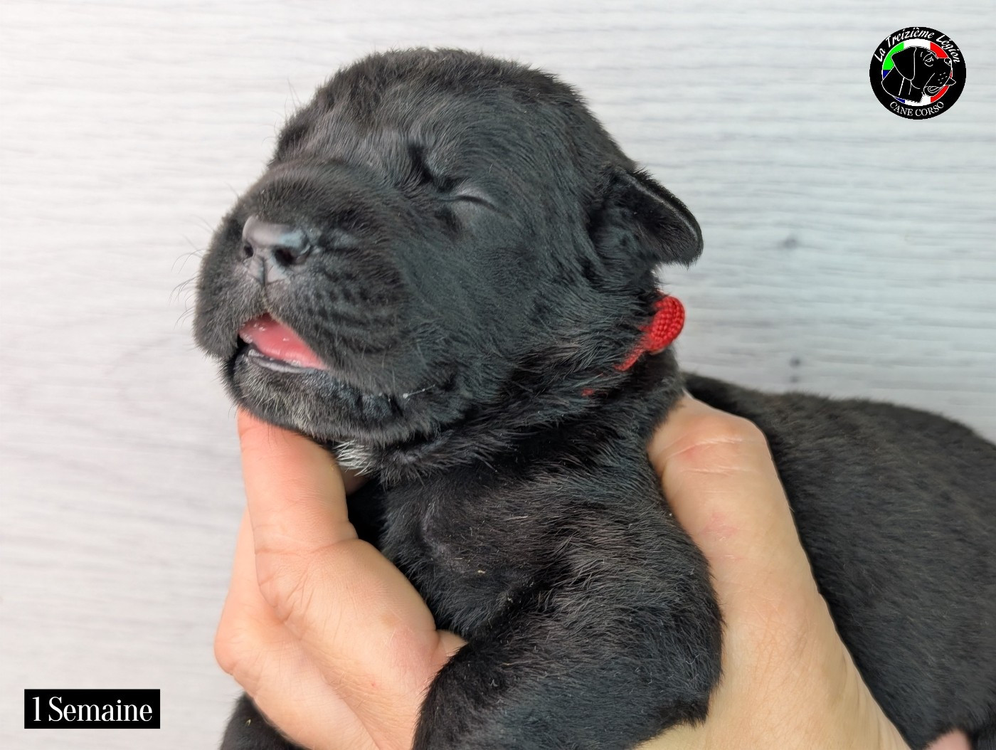 De la Treizieme Legion - Chiots disponibles - Cane Corso
