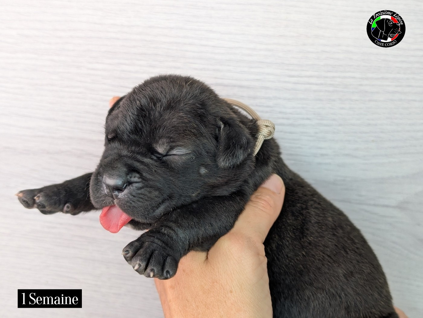 De la Treizieme Legion - Chiots disponibles - Cane Corso