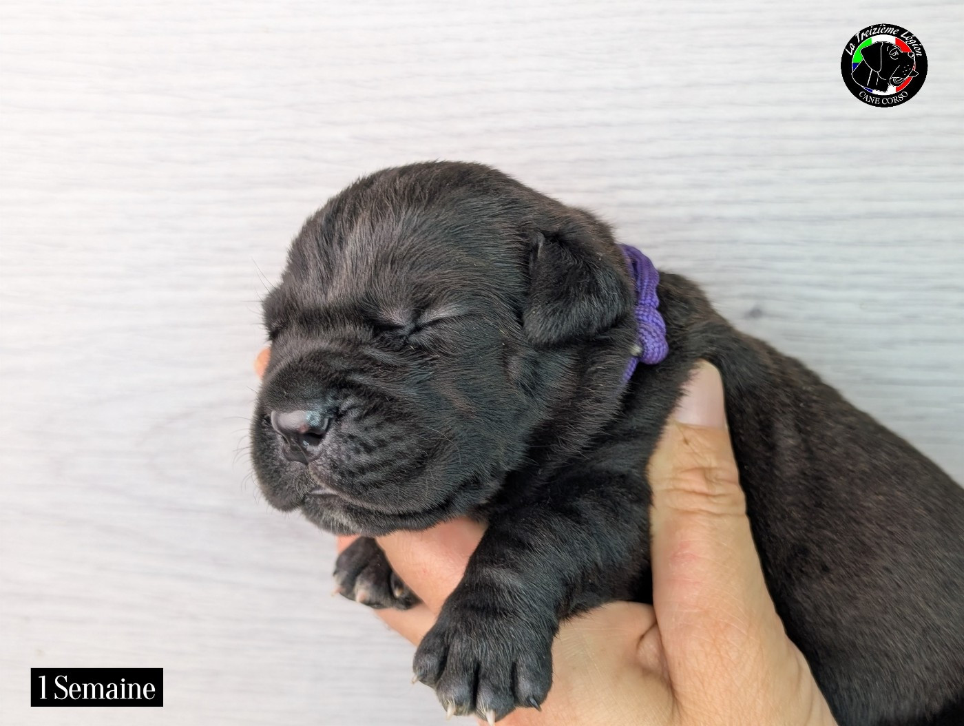 De la Treizieme Legion - Chiots disponibles - Cane Corso