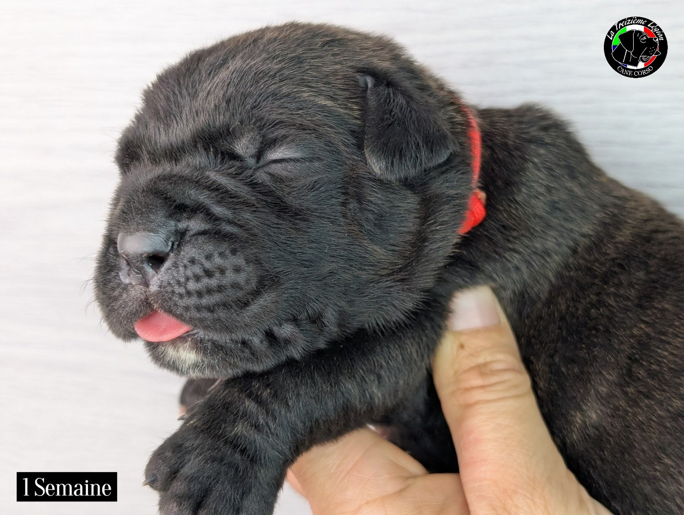 De la Treizieme Legion - Chiots disponibles - Cane Corso