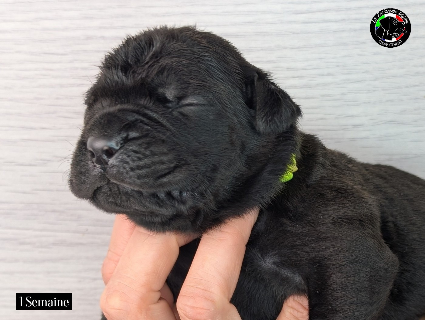 De la Treizieme Legion - Chiots disponibles - Cane Corso
