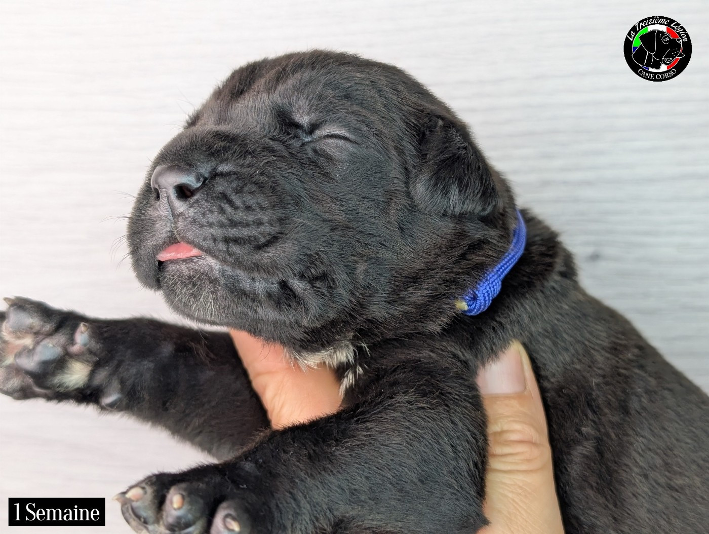De la Treizieme Legion - Chiots disponibles - Cane Corso