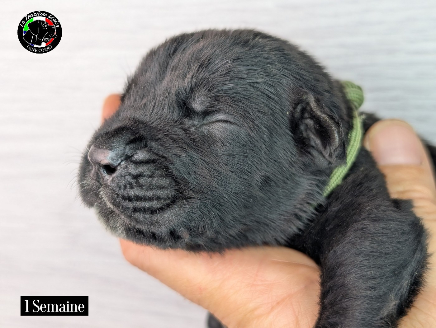 De la Treizieme Legion - Chiots disponibles - Cane Corso