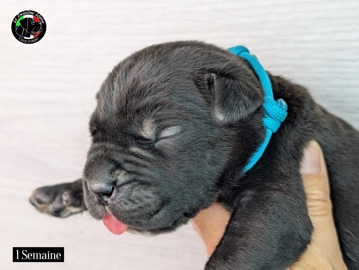 De la Treizieme Legion - Chiots disponibles - Cane Corso
