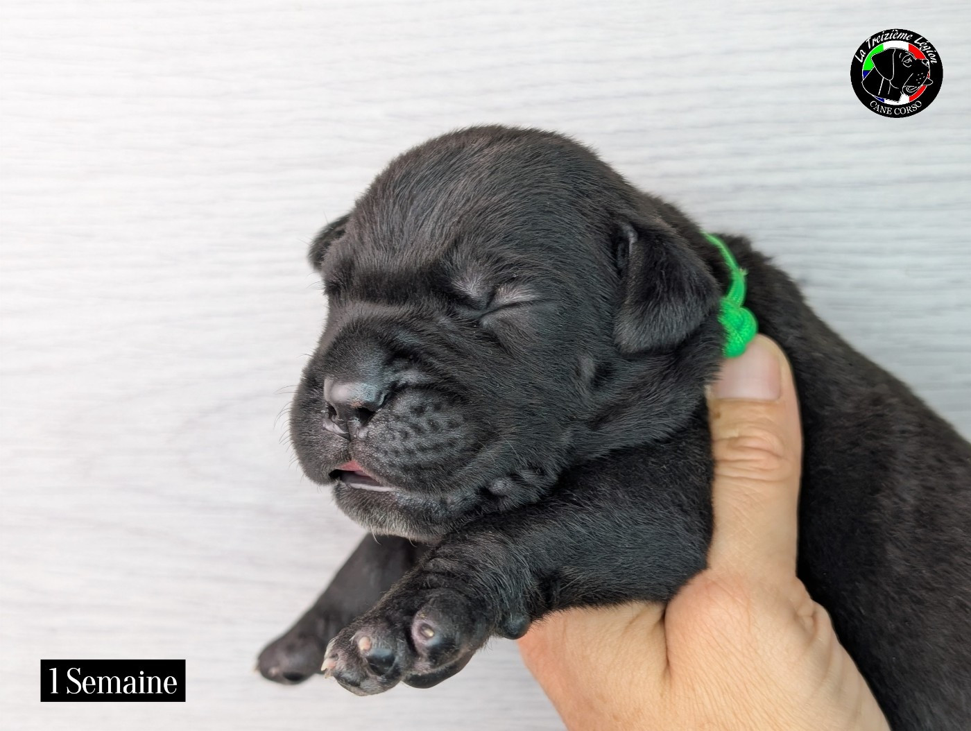 De la Treizieme Legion - Chiots disponibles - Cane Corso