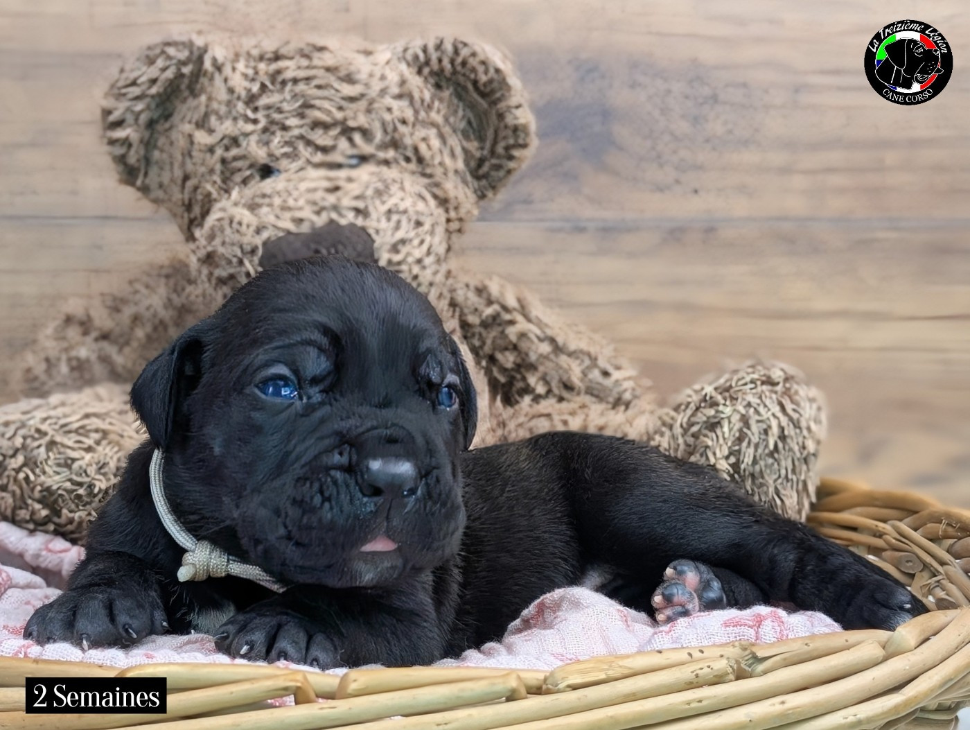 De la Treizieme Legion - Chiots disponibles - Cane Corso
