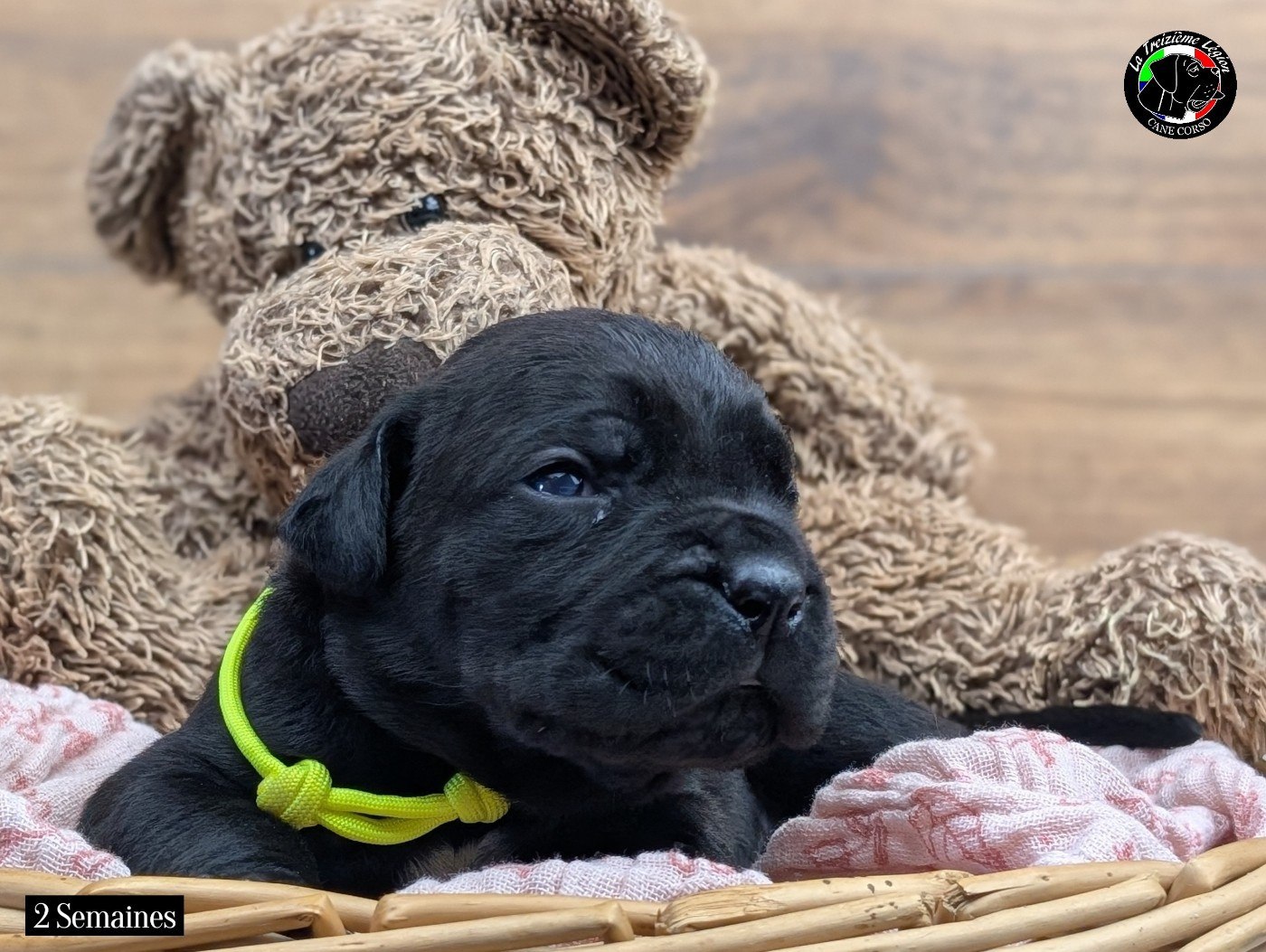 De la Treizieme Legion - Chiots disponibles - Cane Corso