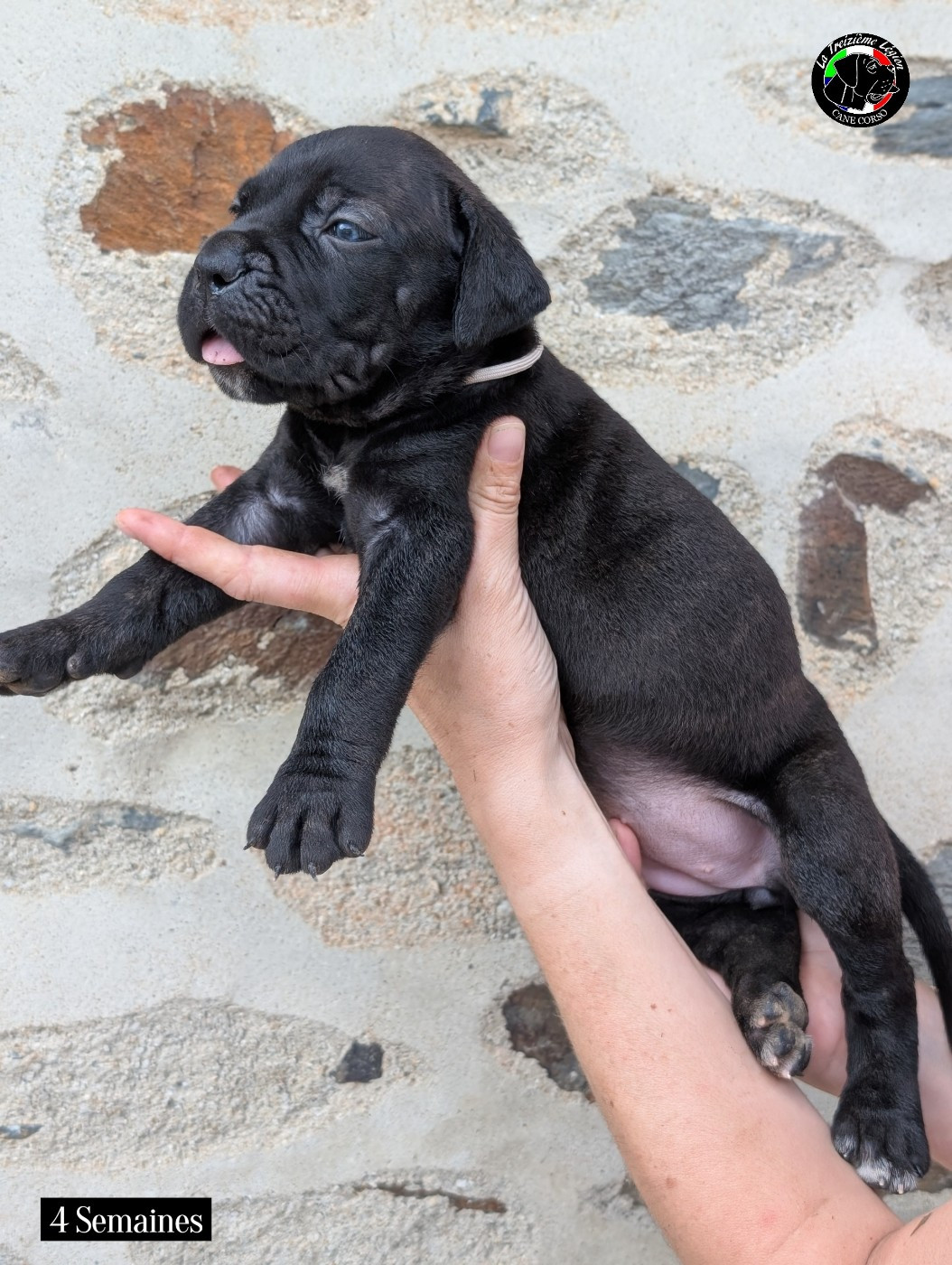De la Treizieme Legion - Chiots disponibles - Cane Corso