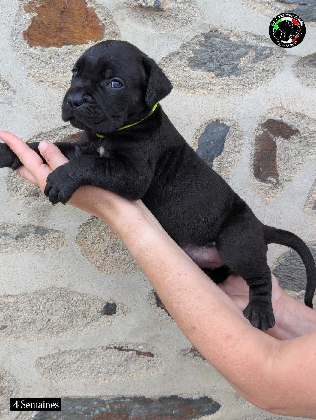 De la Treizieme Legion - Chiots disponibles - Cane Corso
