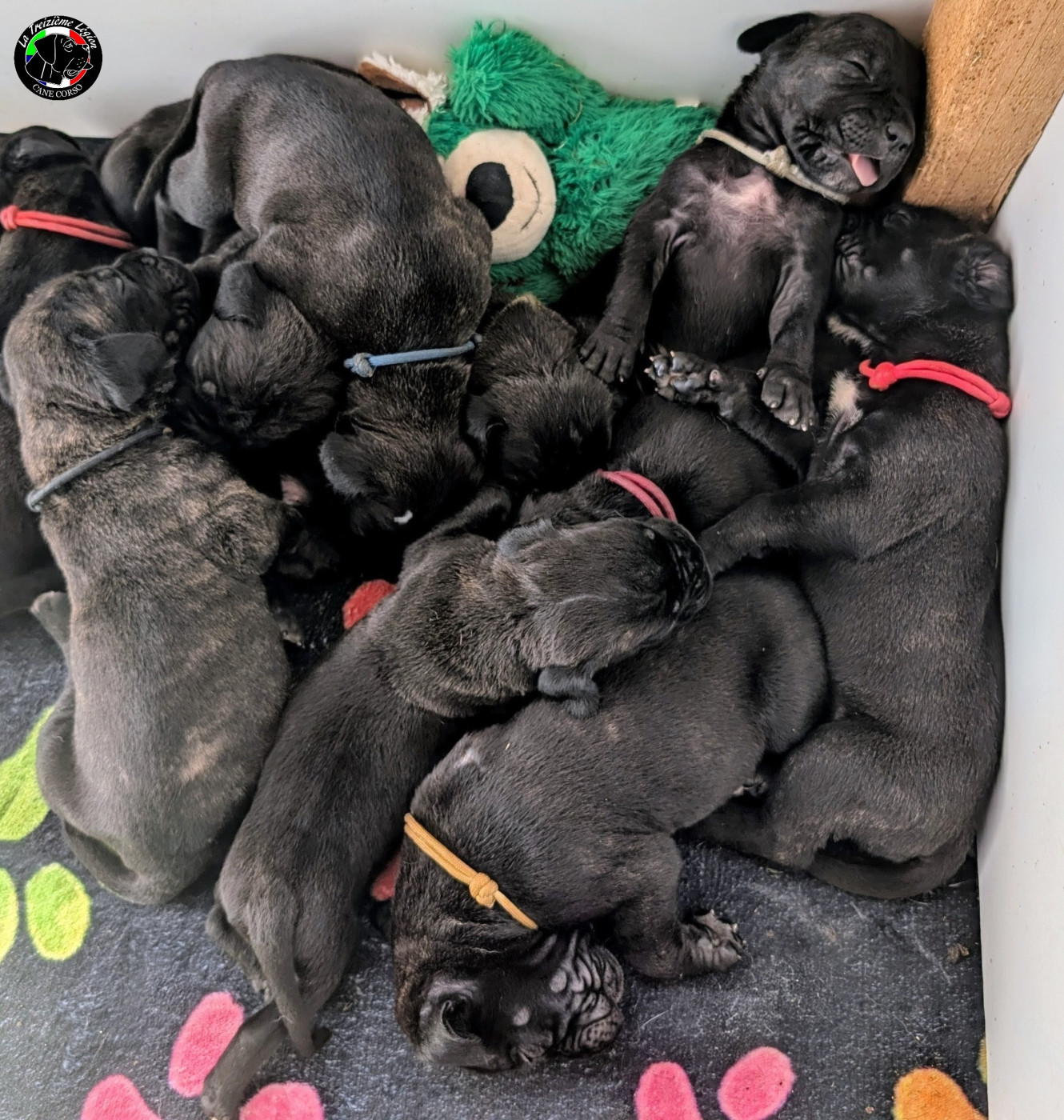 Chiot Cane Corso De la Treizieme Legion