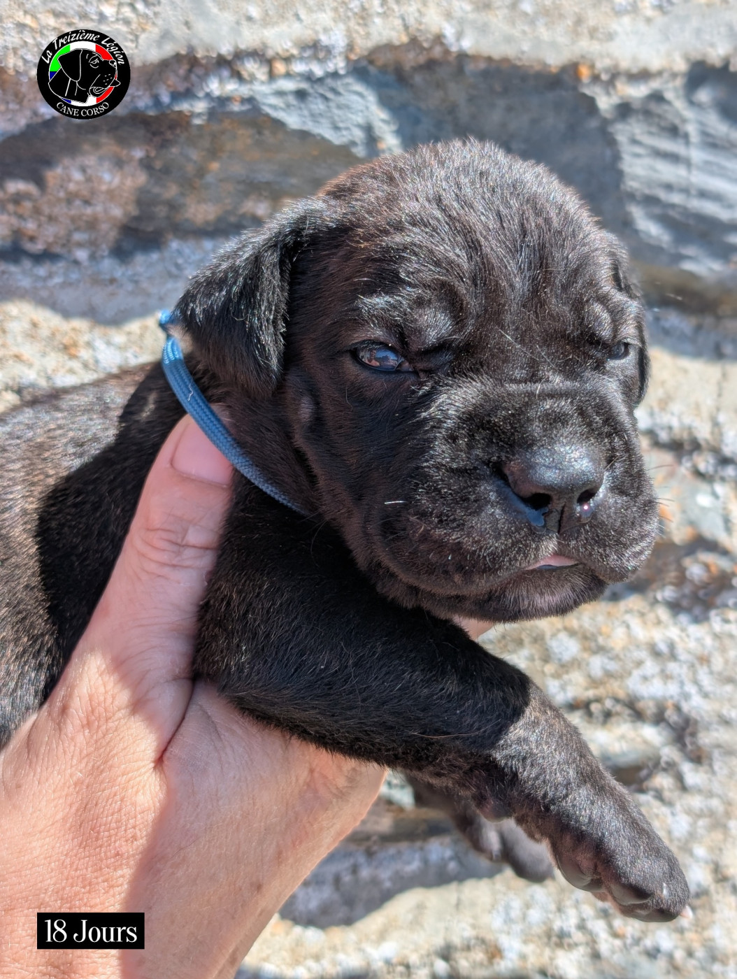 De la Treizieme Legion - Chiots disponibles - Cane Corso