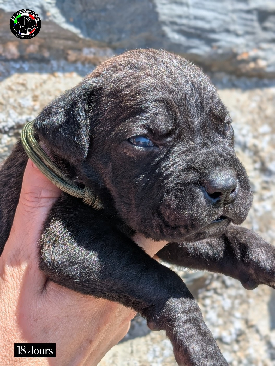 De la Treizieme Legion - Chiots disponibles - Cane Corso