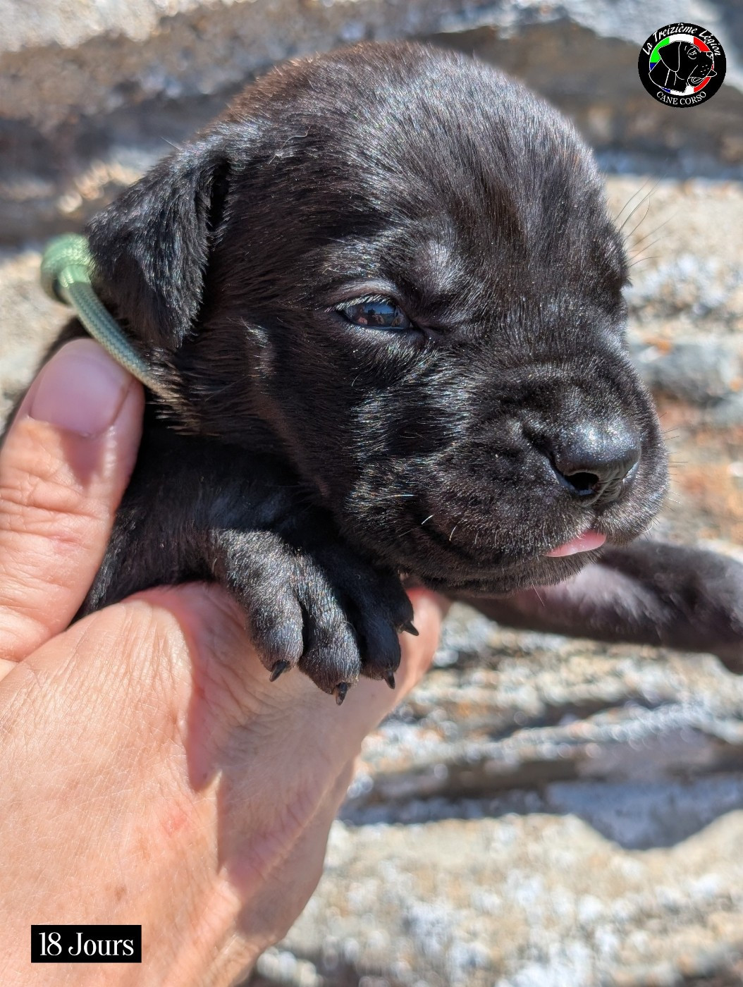 De la Treizieme Legion - Chiots disponibles - Cane Corso