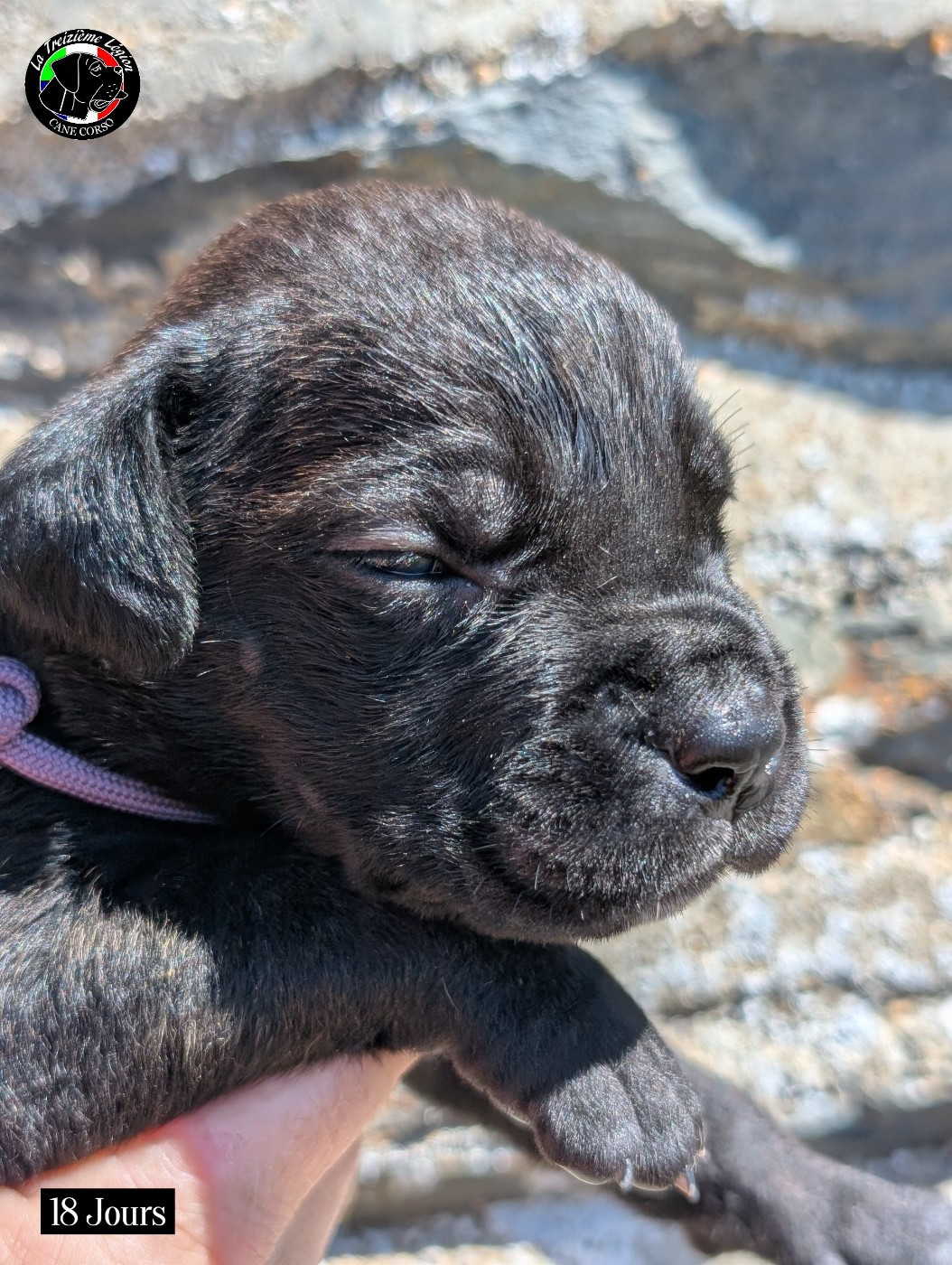 De la Treizieme Legion - Chiots disponibles - Cane Corso