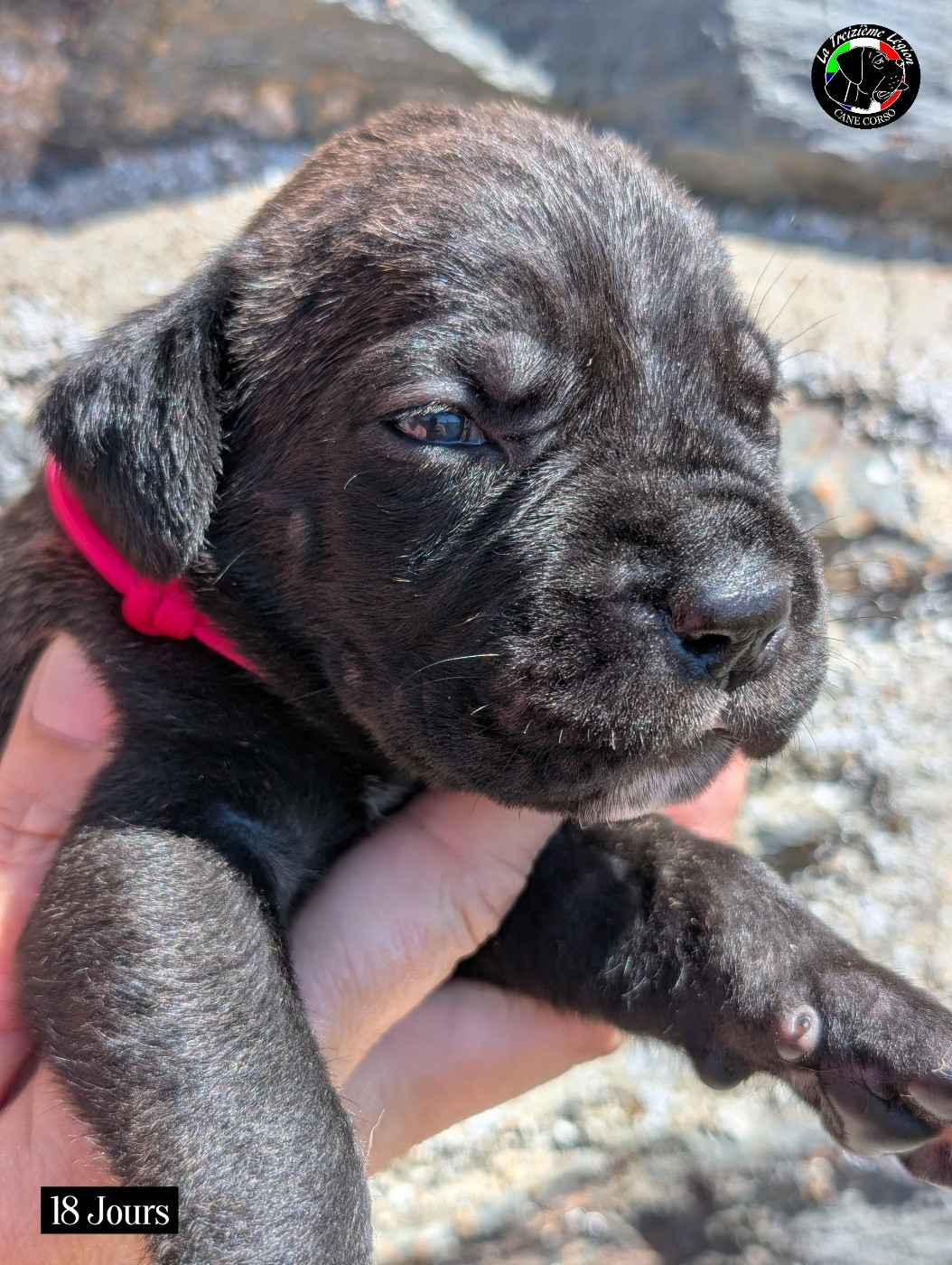 De la Treizieme Legion - Chiots disponibles - Cane Corso