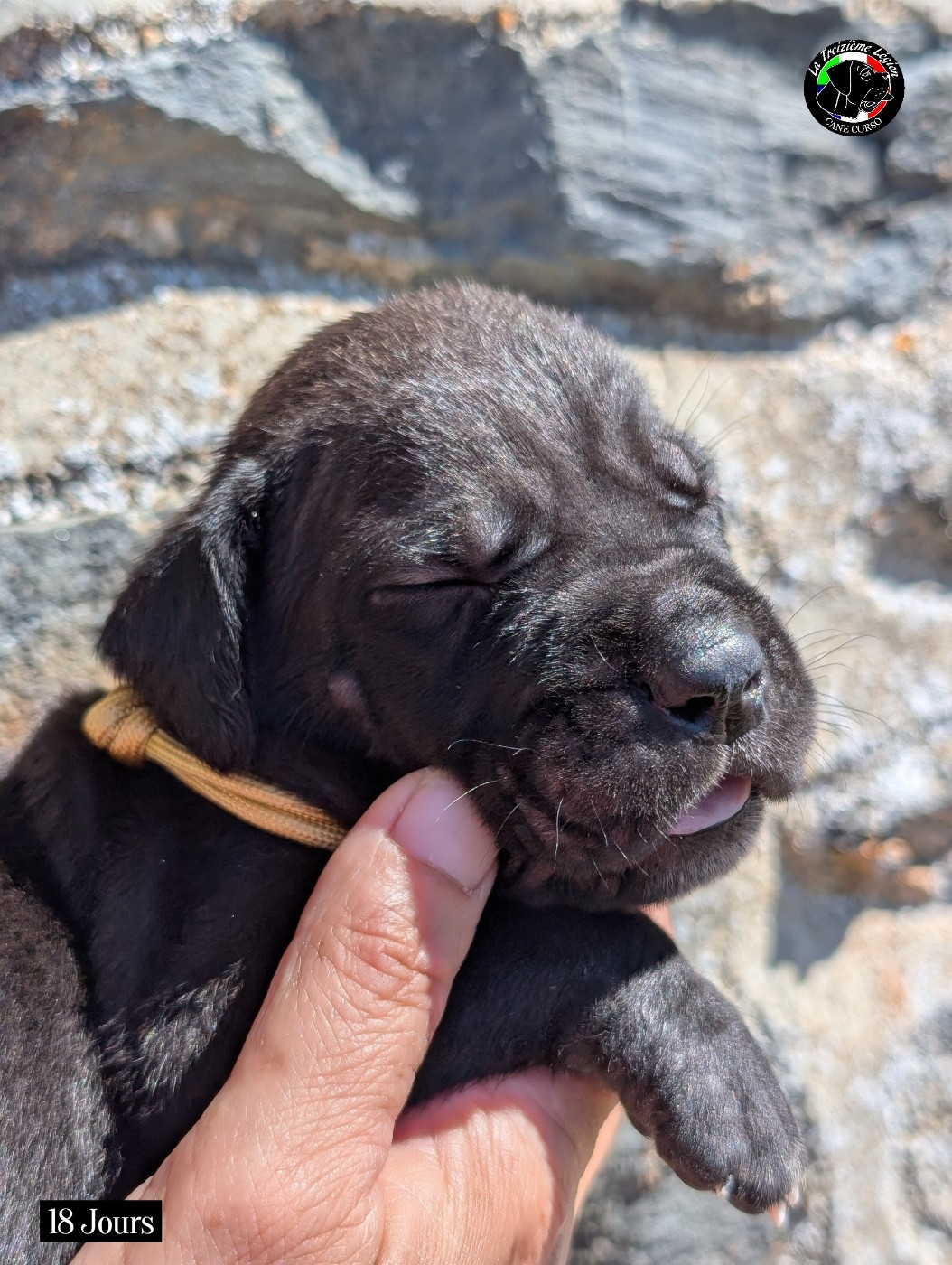 De la Treizieme Legion - Chiots disponibles - Cane Corso