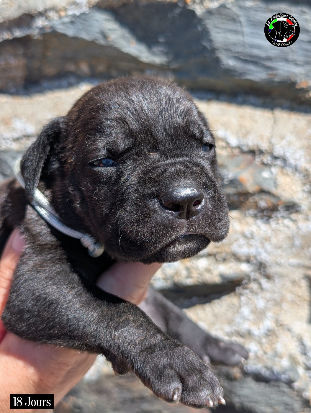De la Treizieme Legion - Chiots disponibles - Cane Corso