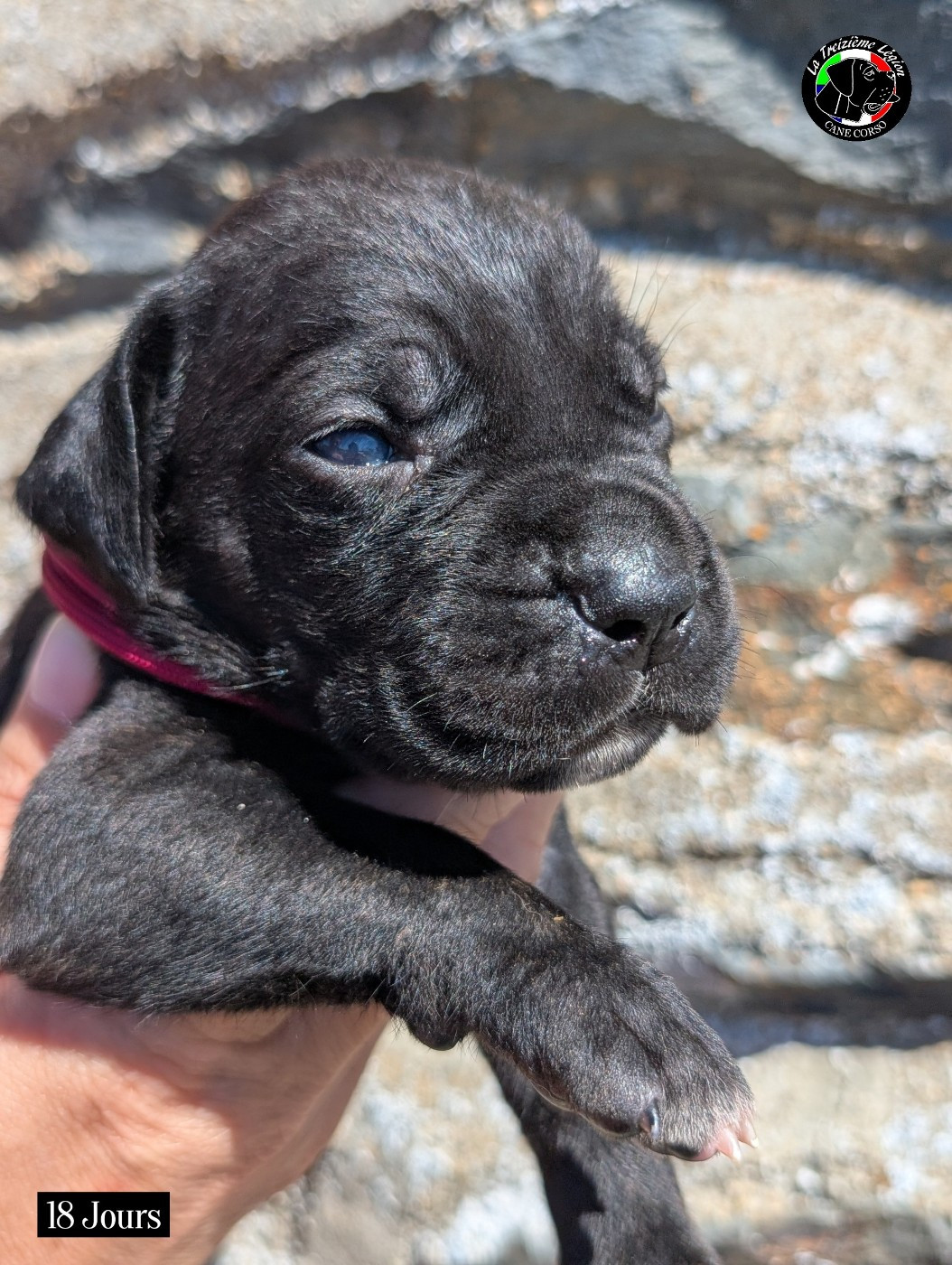 De la Treizieme Legion - Chiots disponibles - Cane Corso