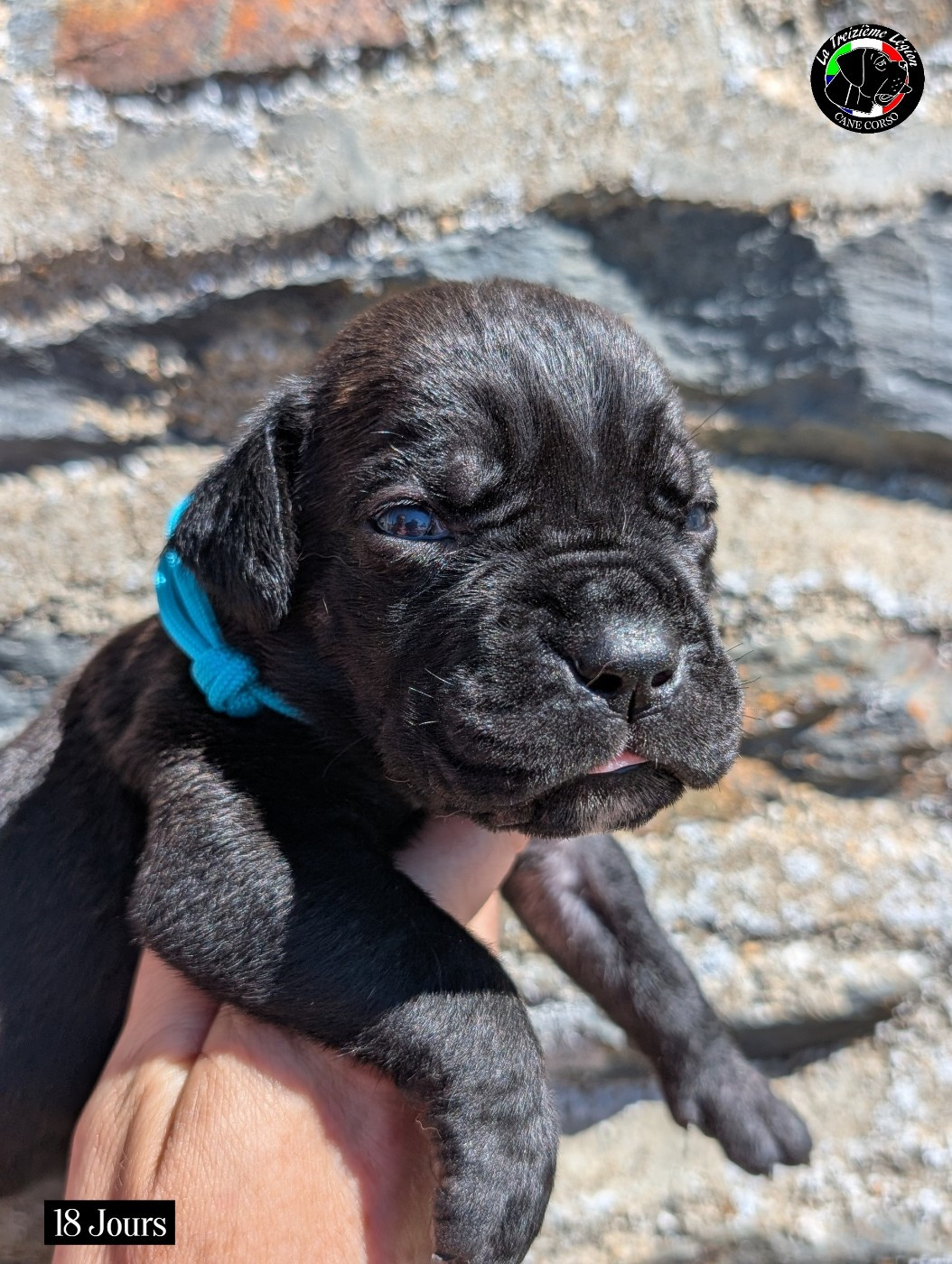De la Treizieme Legion - Chiots disponibles - Cane Corso