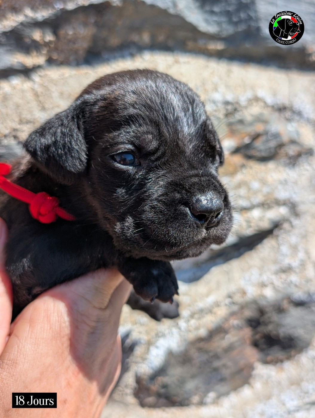 De la Treizieme Legion - Chiots disponibles - Cane Corso
