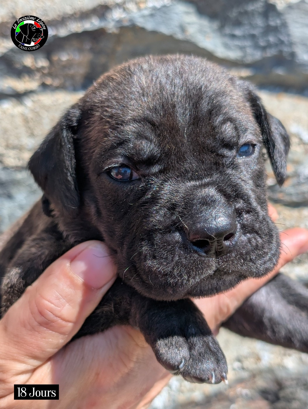 De la Treizieme Legion - Chiots disponibles - Cane Corso