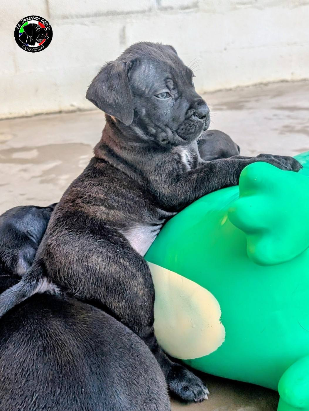 De la Treizieme Legion - Chiots disponibles - Cane Corso