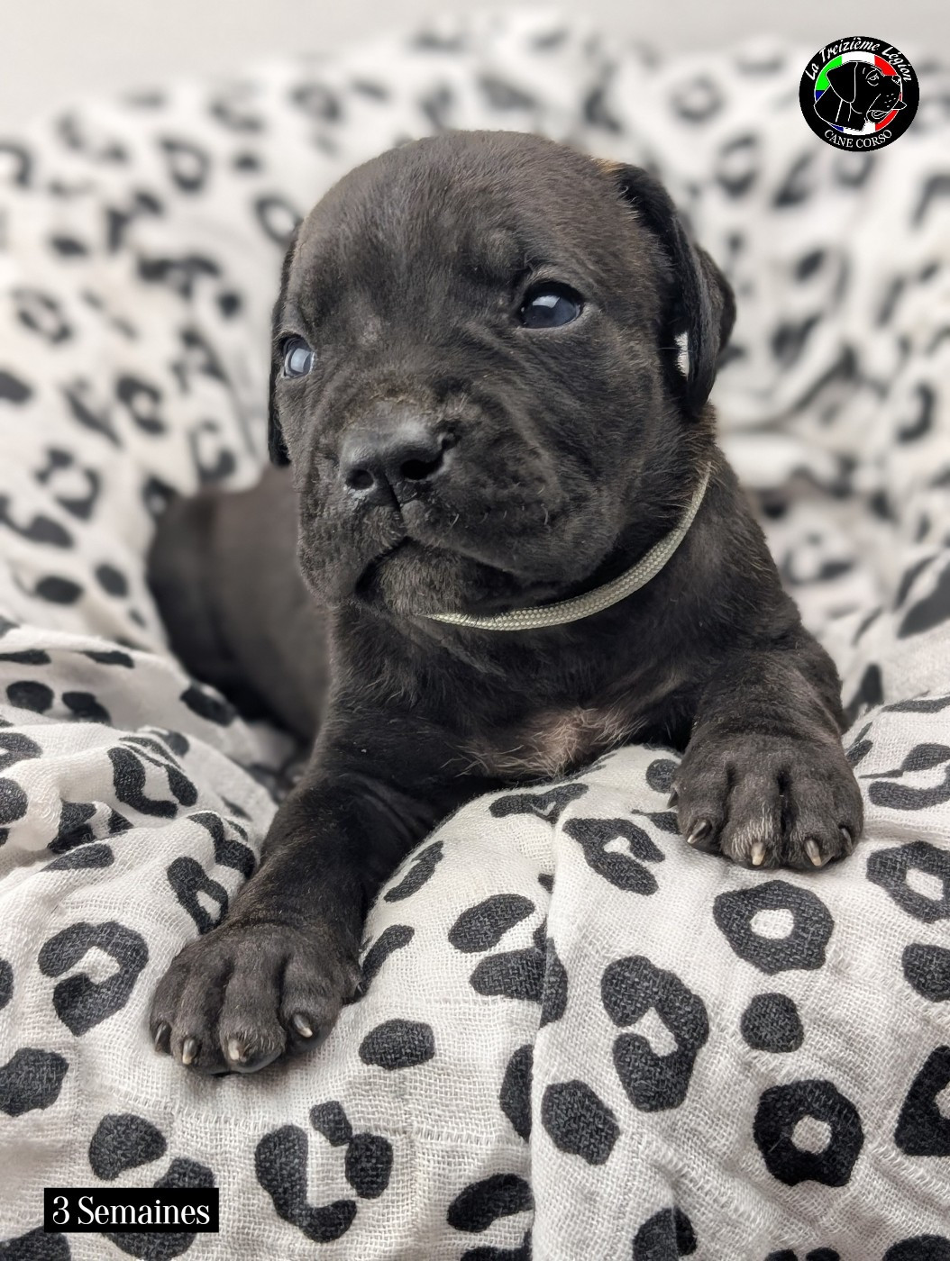 De la Treizieme Legion - Chiots disponibles - Cane Corso