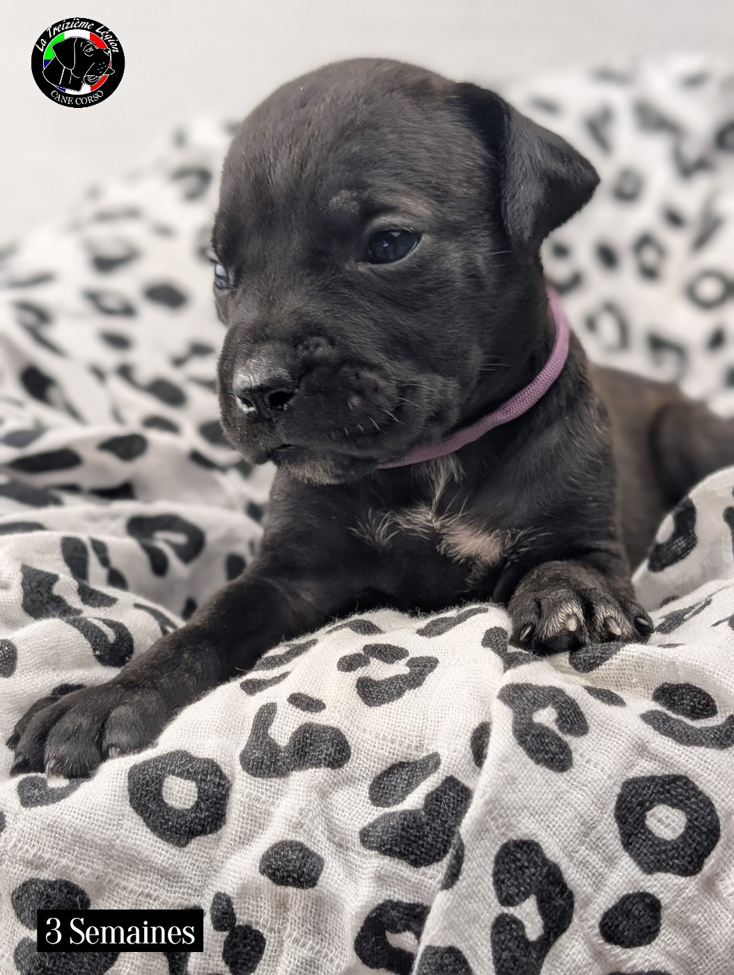 De la Treizieme Legion - Chiots disponibles - Cane Corso