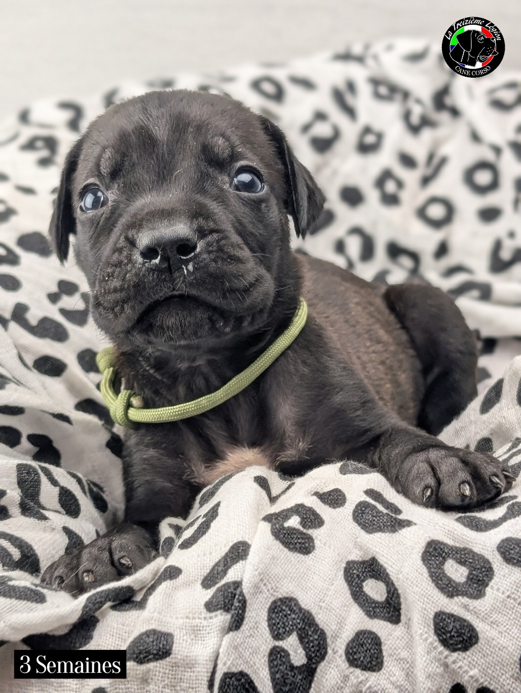 De la Treizieme Legion - Chiots disponibles - Cane Corso
