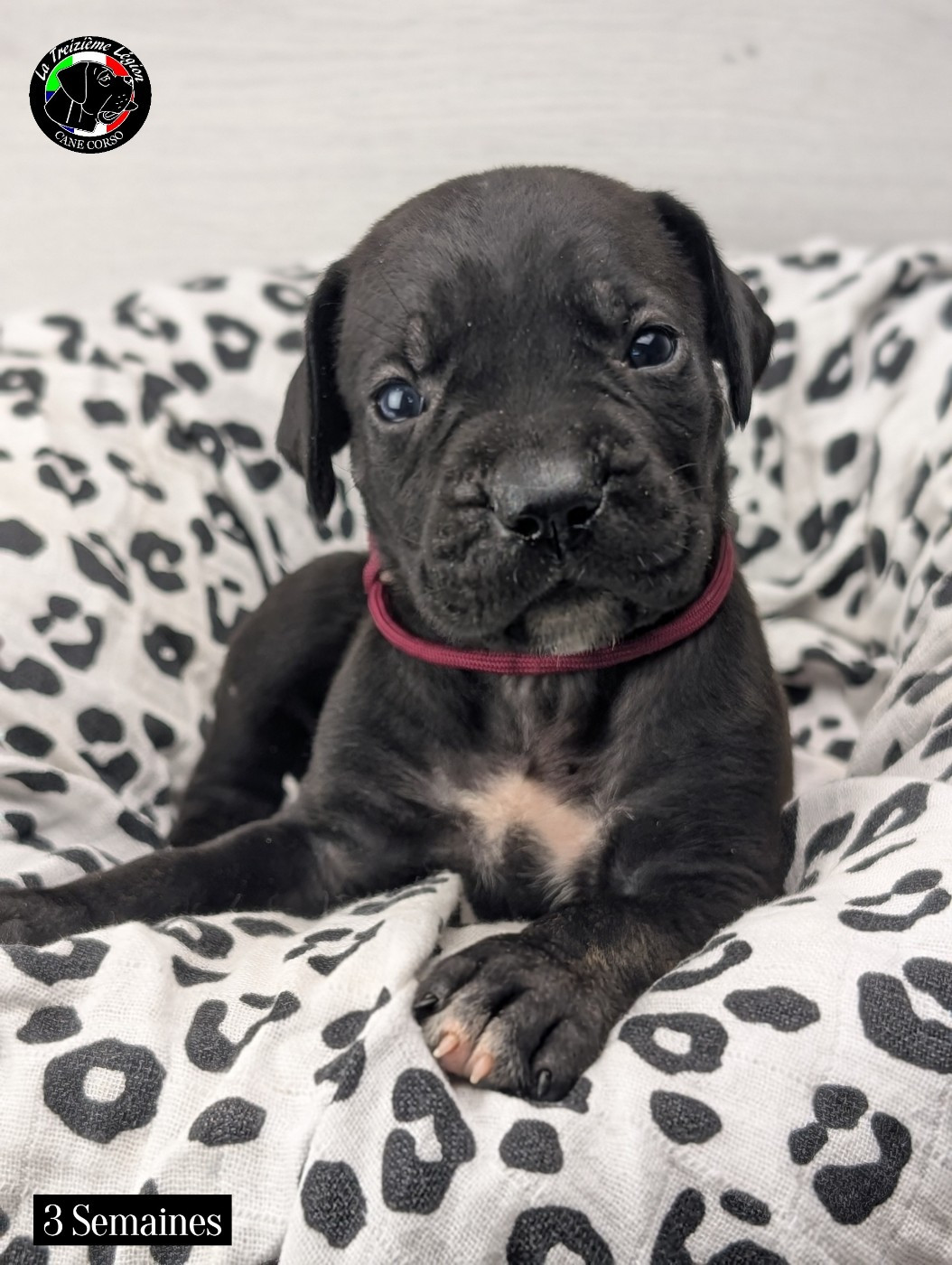 De la Treizieme Legion - Chiots disponibles - Cane Corso