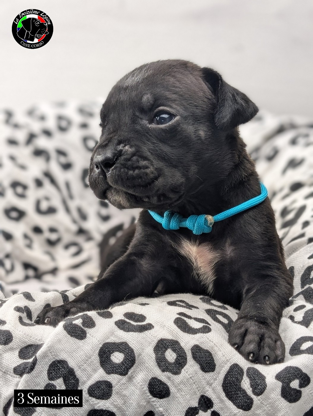 De la Treizieme Legion - Chiots disponibles - Cane Corso