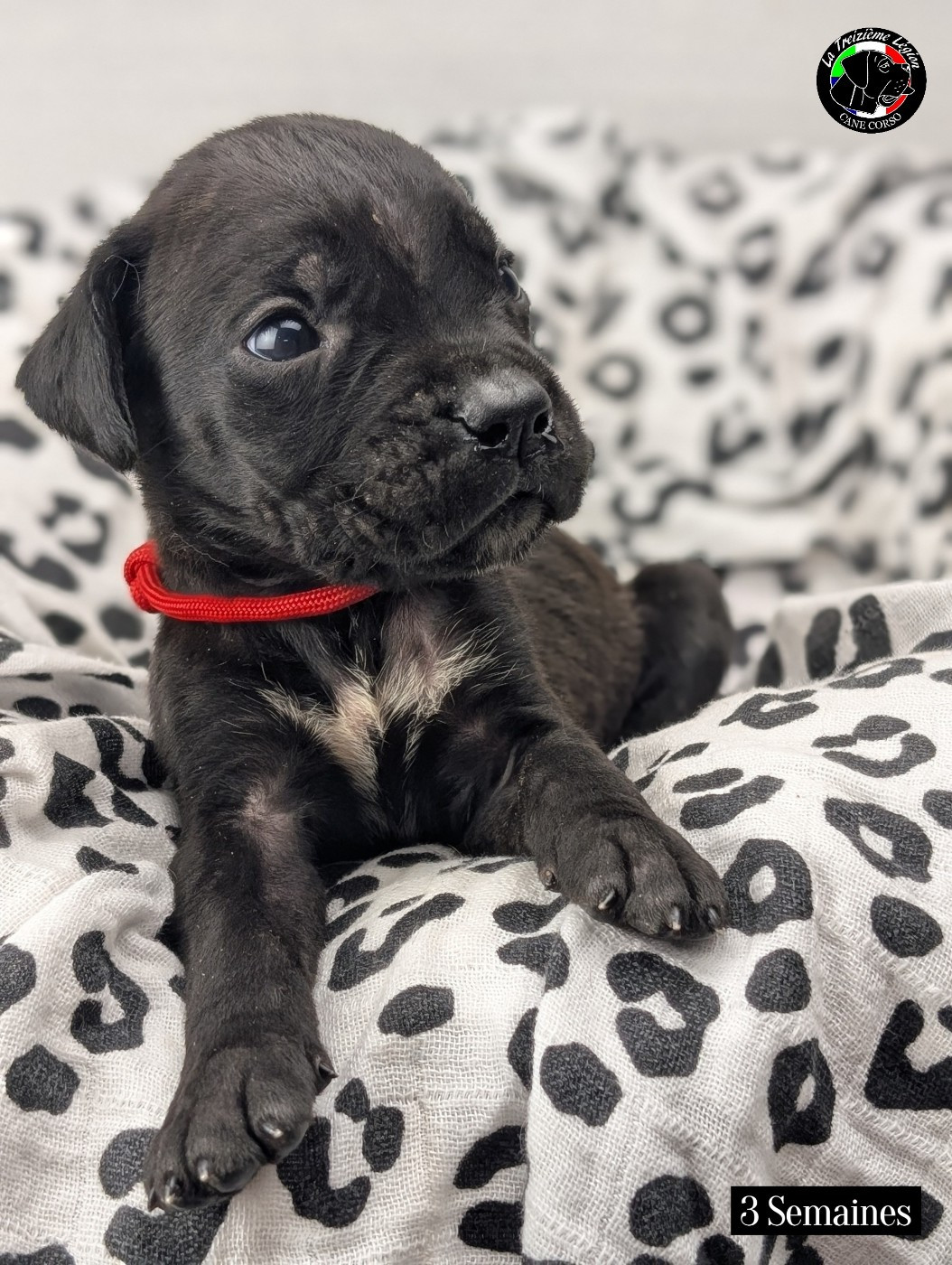 De la Treizieme Legion - Chiots disponibles - Cane Corso