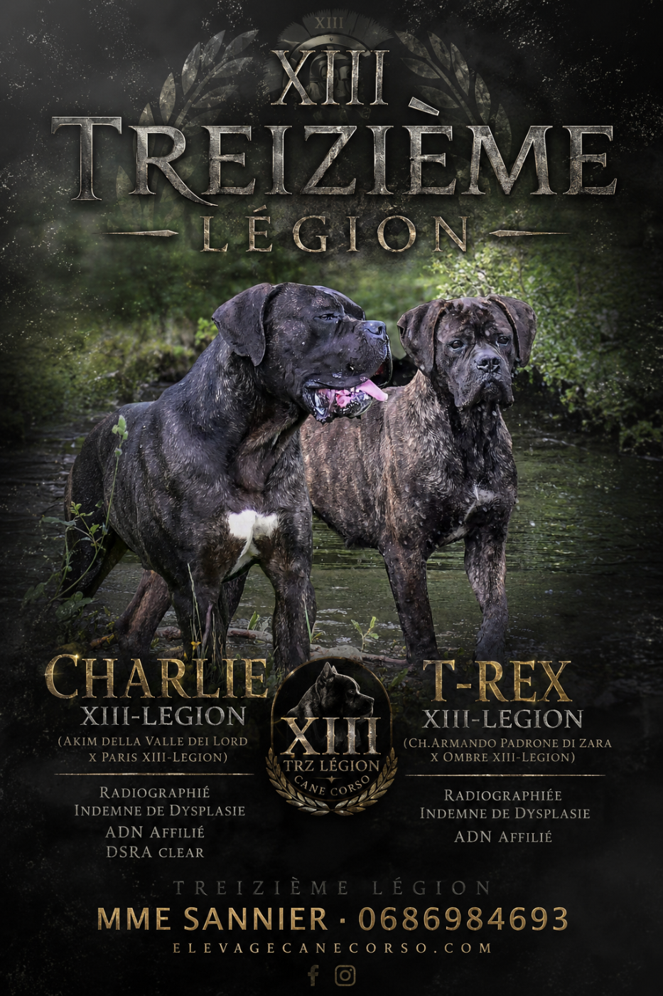 De la Treizieme Legion - Cane Corso - Portée née le 17/06/2026