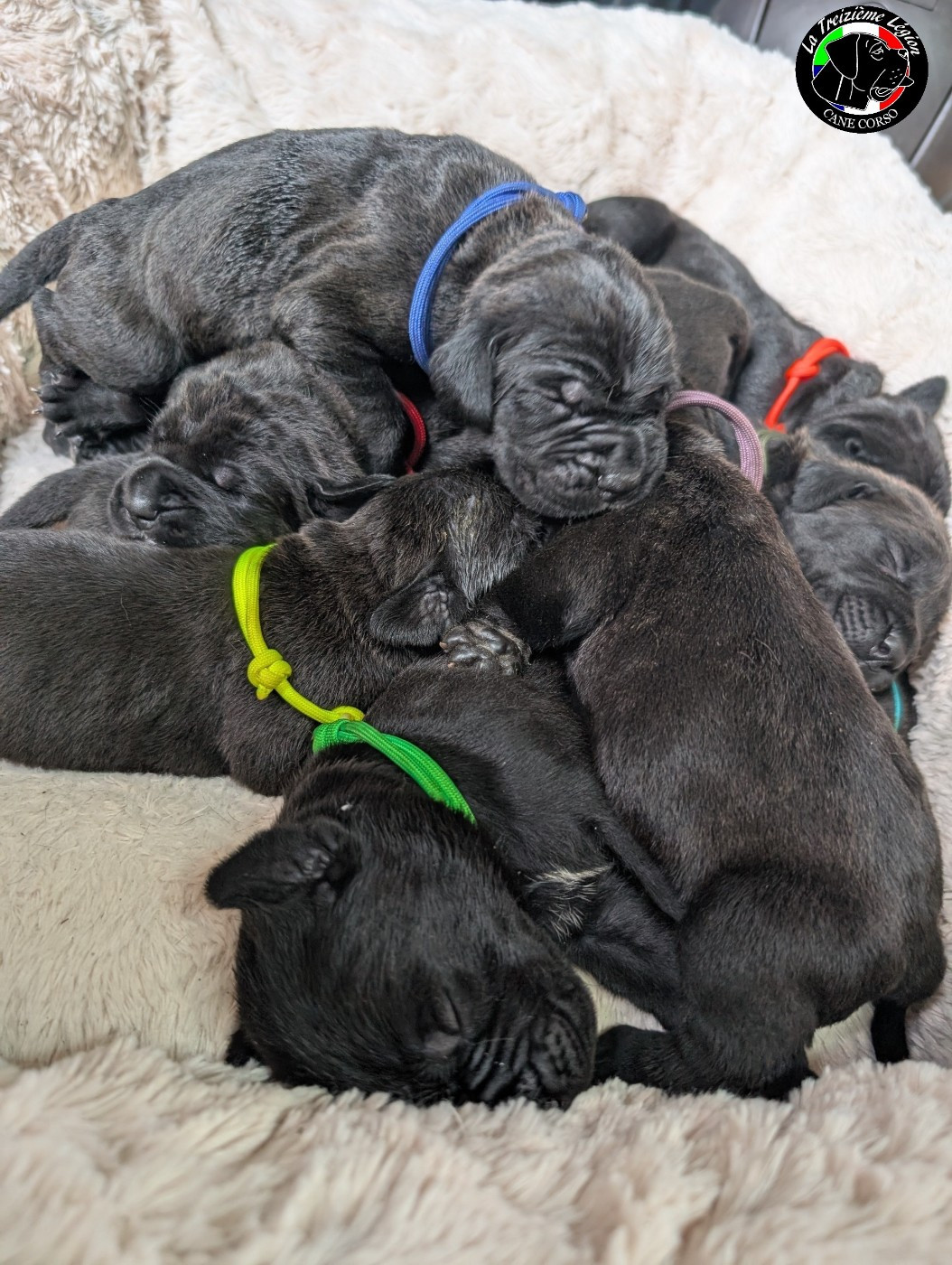 Chiot Cane Corso De la Treizieme Legion