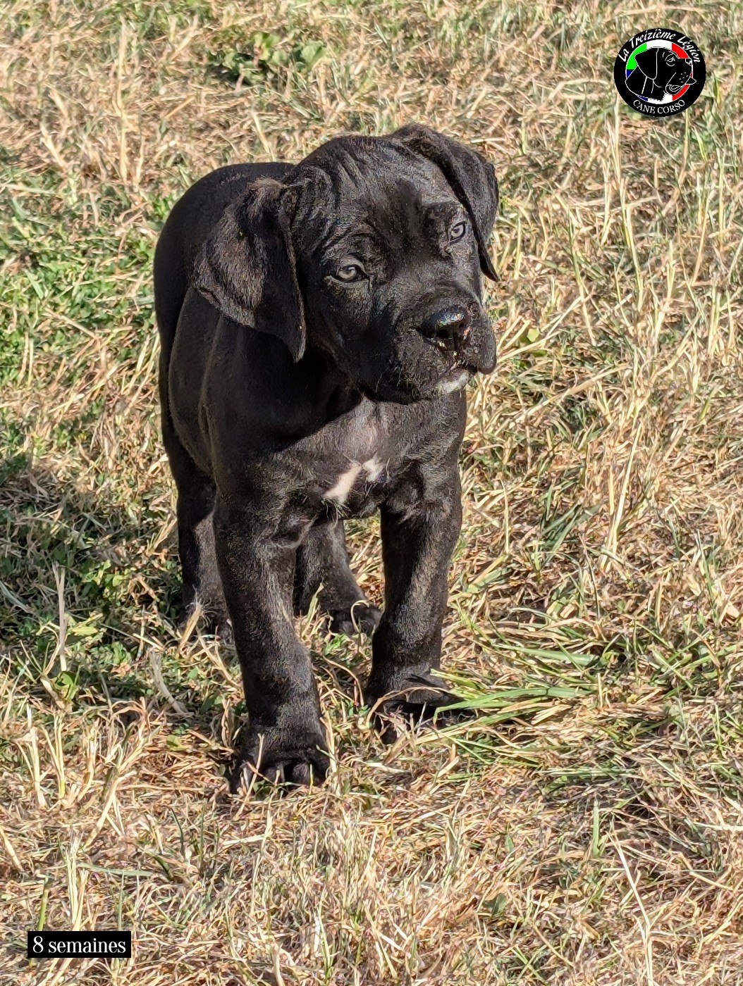 De la Treizieme Legion - Chiots disponibles - Cane Corso