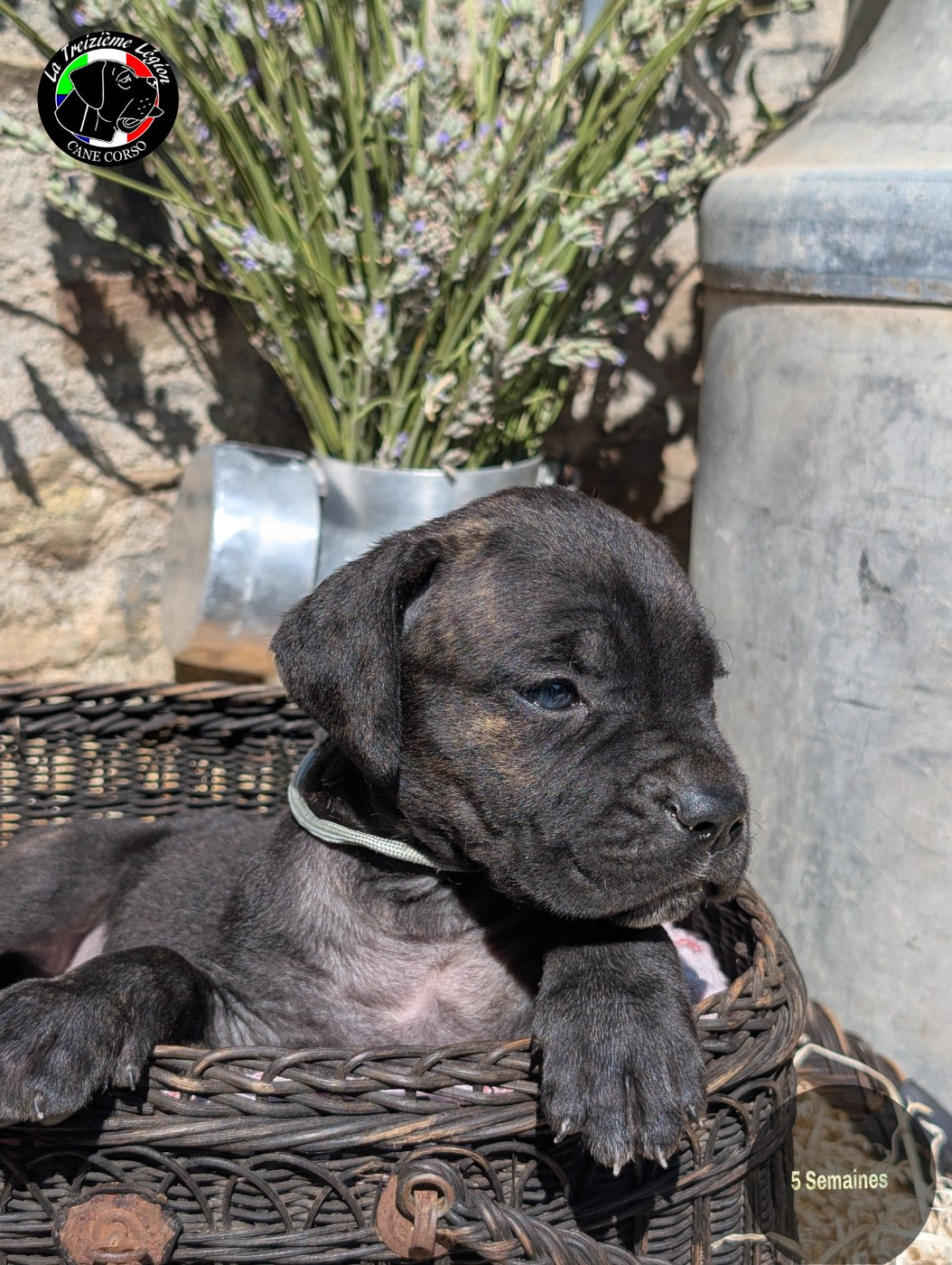 De la Treizieme Legion - Chiots disponibles - Cane Corso