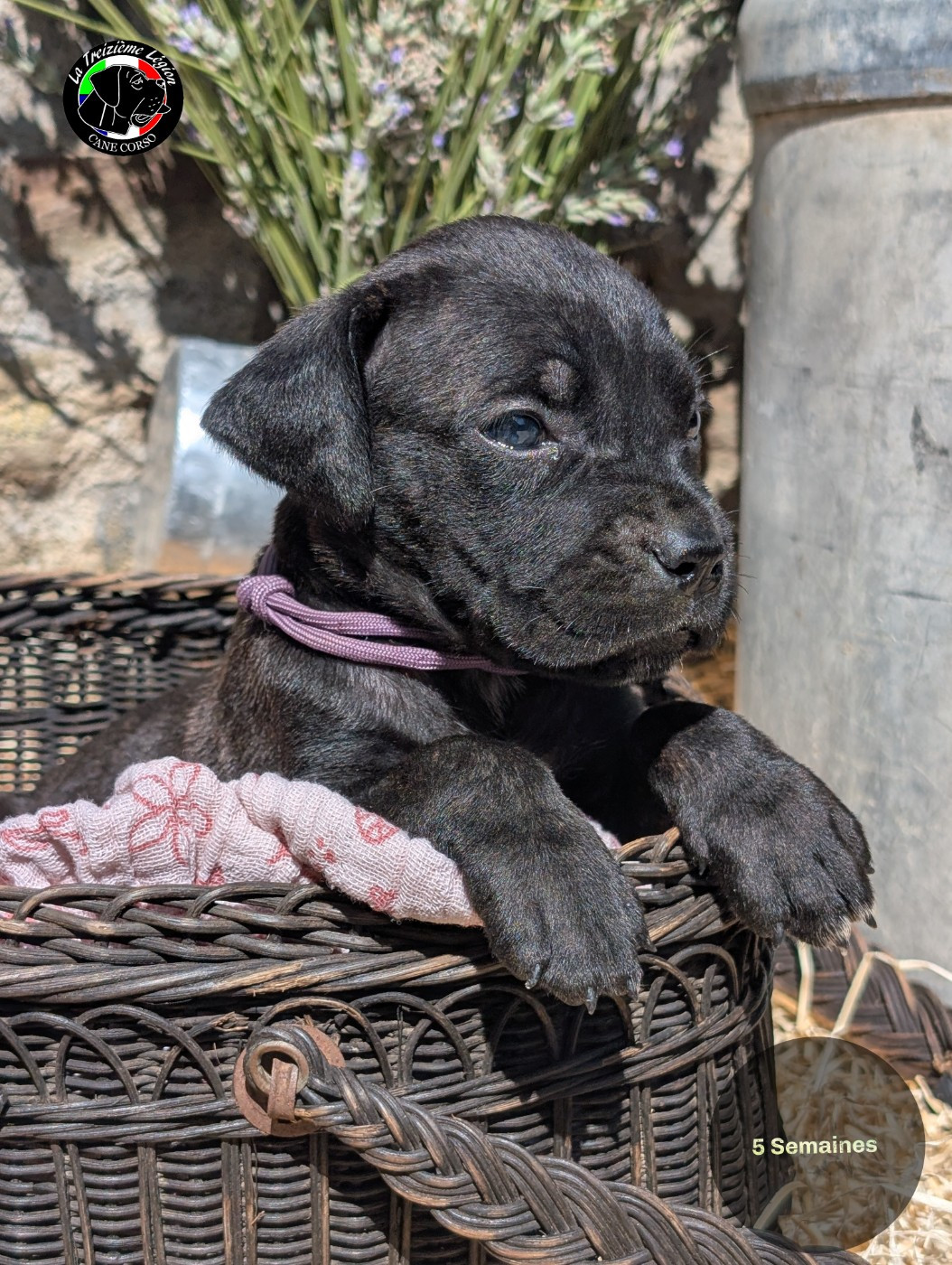 De la Treizieme Legion - Chiots disponibles - Cane Corso
