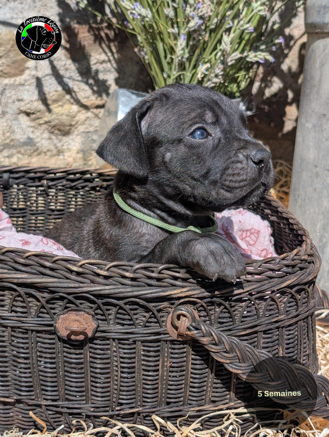 De la Treizieme Legion - Chiots disponibles - Cane Corso