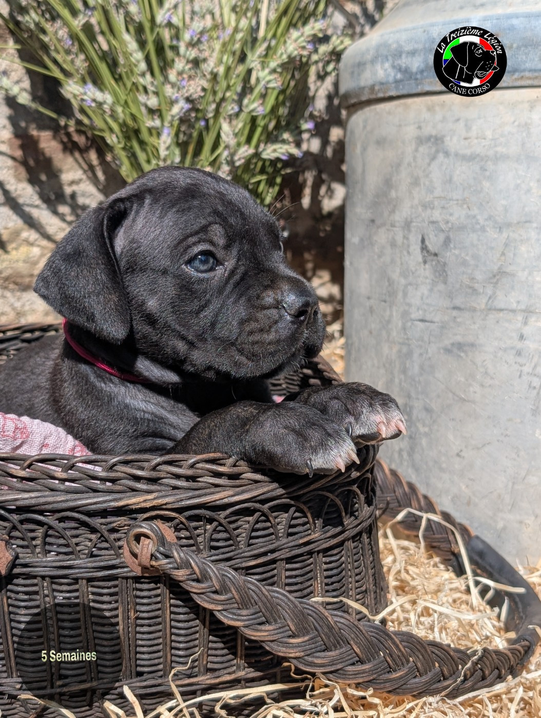 De la Treizieme Legion - Chiots disponibles - Cane Corso