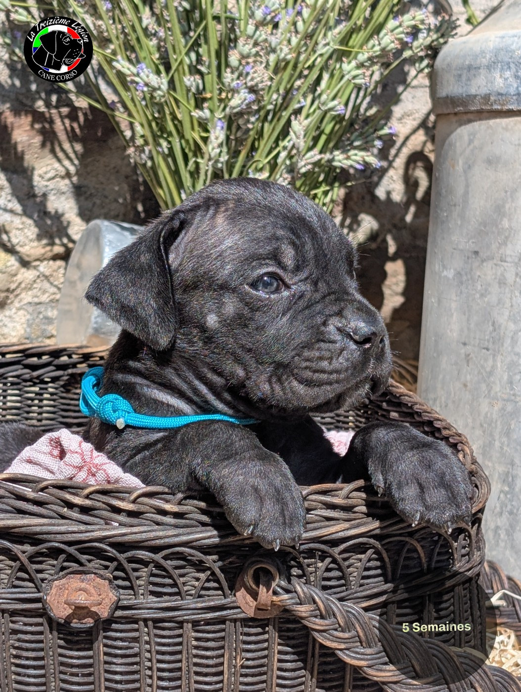 De la Treizieme Legion - Chiots disponibles - Cane Corso
