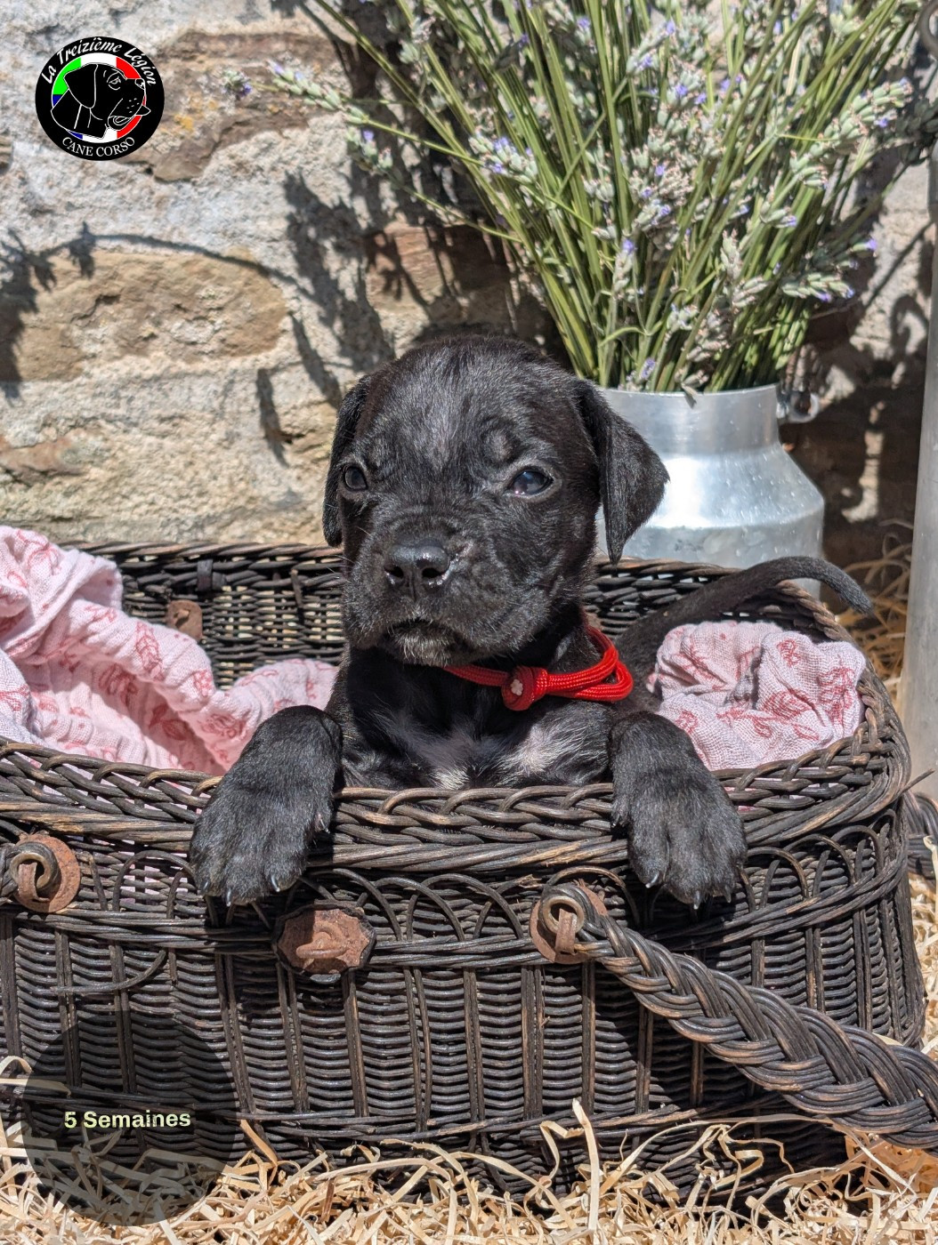 De la Treizieme Legion - Chiots disponibles - Cane Corso