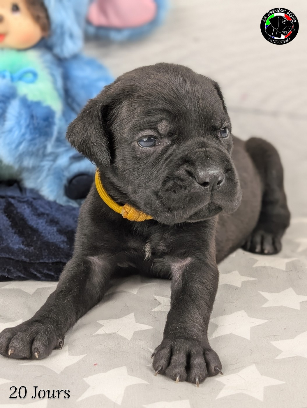 De la Treizieme Legion - Chiots disponibles - Cane Corso