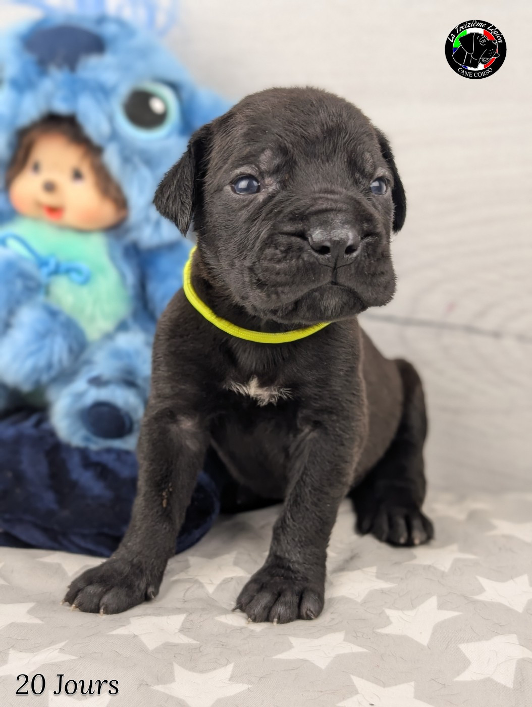 De la Treizieme Legion - Chiots disponibles - Cane Corso