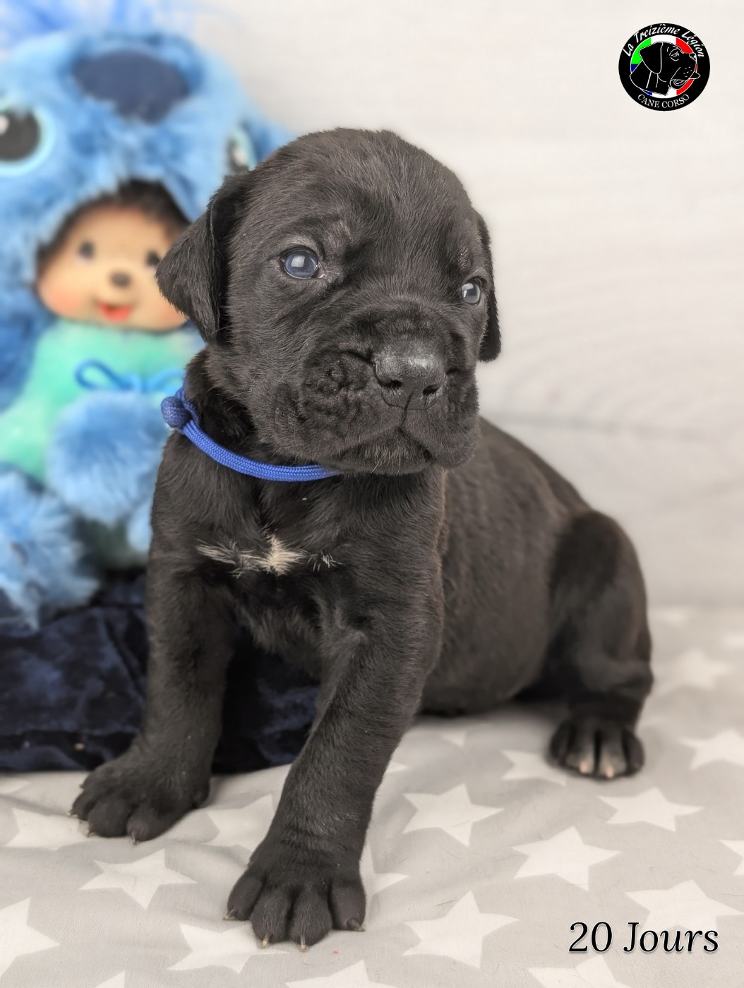 De la Treizieme Legion - Chiots disponibles - Cane Corso