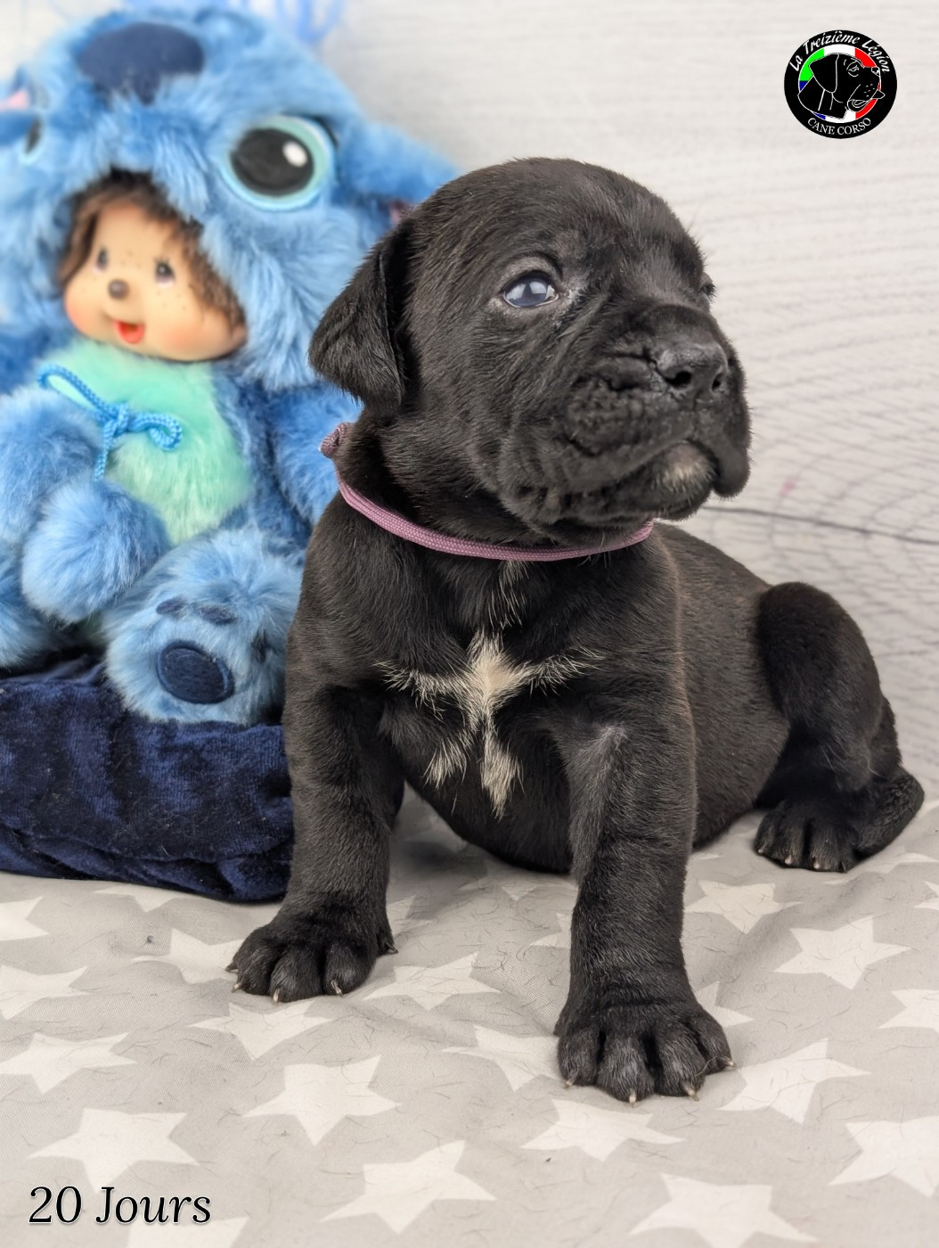 De la Treizieme Legion - Chiots disponibles - Cane Corso