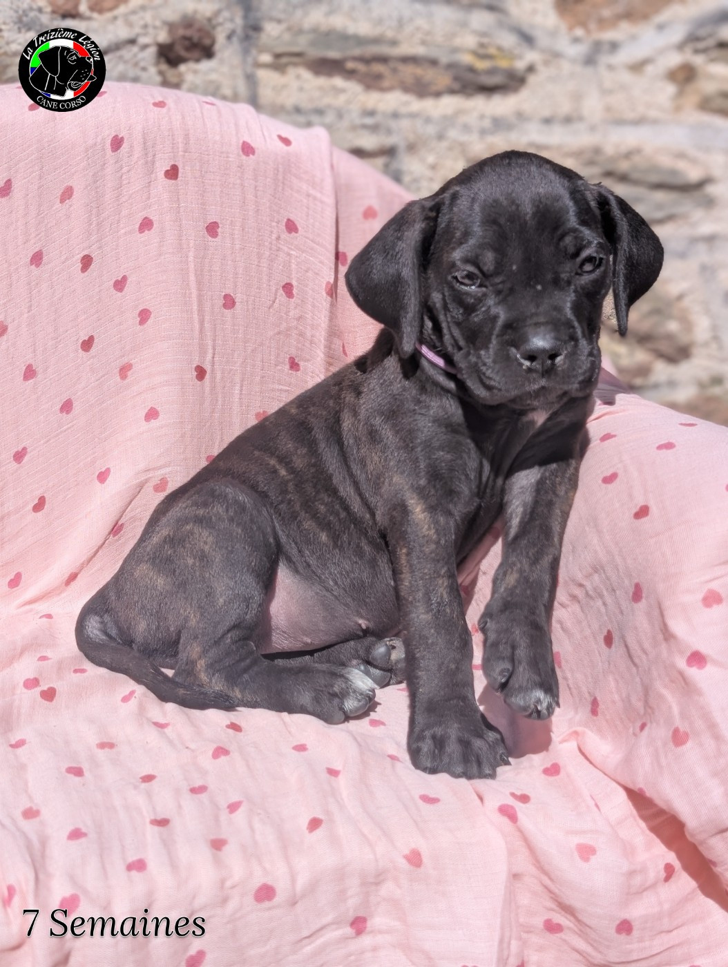 De la Treizieme Legion - Chiots disponibles - Cane Corso